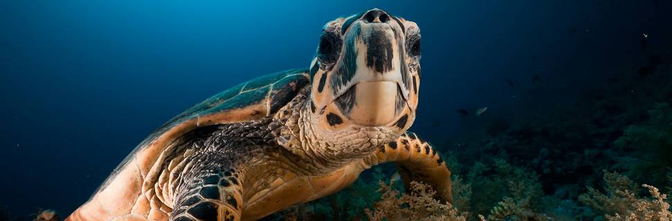 Scuba Diving Cancun