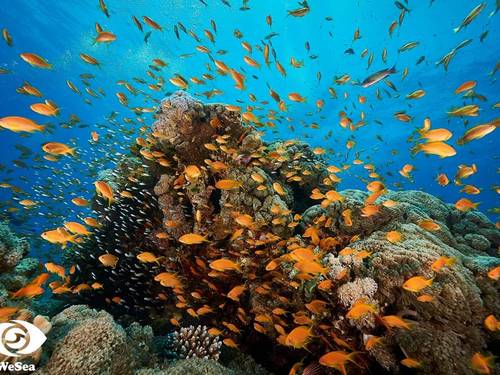 Aquatic World