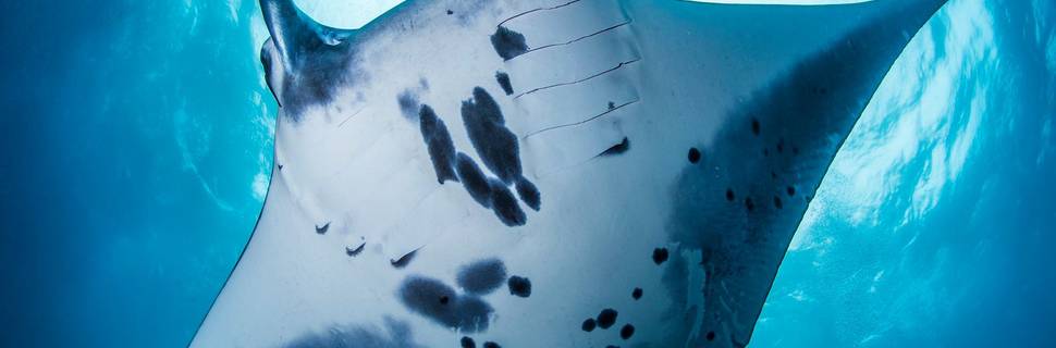 Kriss Bali Diving - Scuba School & Trips