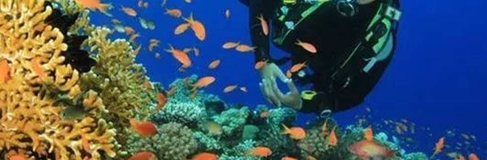 White Wave Maldives PVT LTD