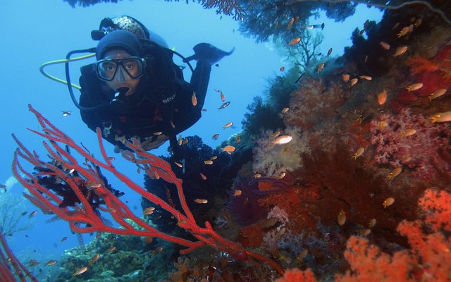 Diving in Indonesia: The Richest Water on Earth, Told Plainly