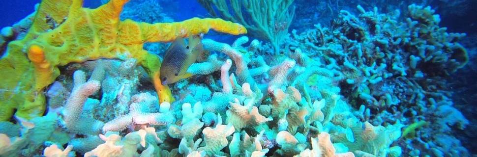 Living Underwater