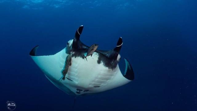 Dive Ninja Expeditions