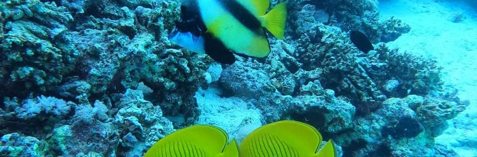 Dive X Egypt