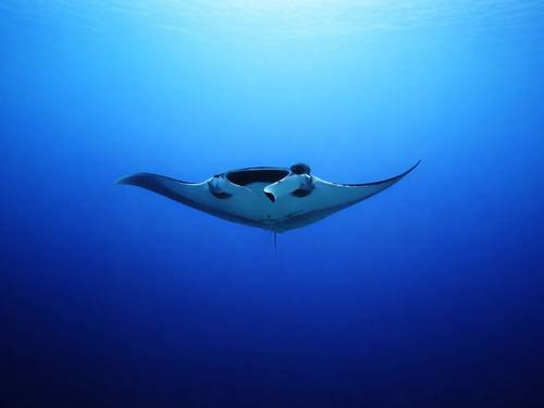 Geko Dive Bali - PADI 5 Star dive center in Padangbai