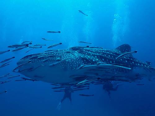 Sensui Dive Center