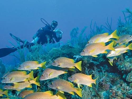 Scuba Vida Varadero