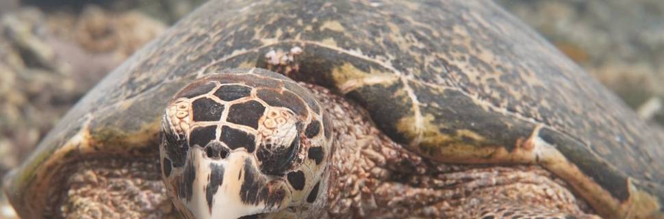 Gili Scuba Diving