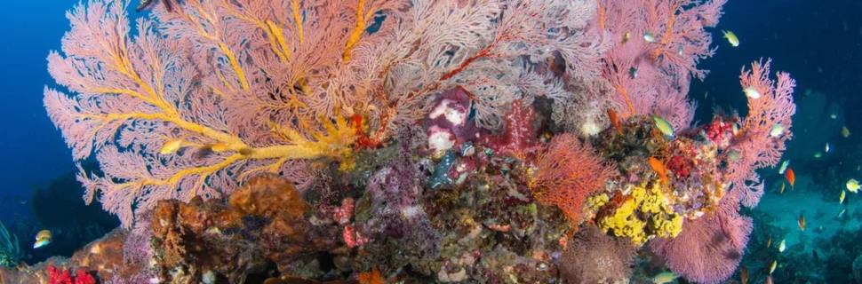 West Bali Diving and Snorkeling