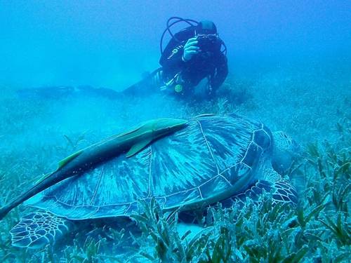 FIT for Diving