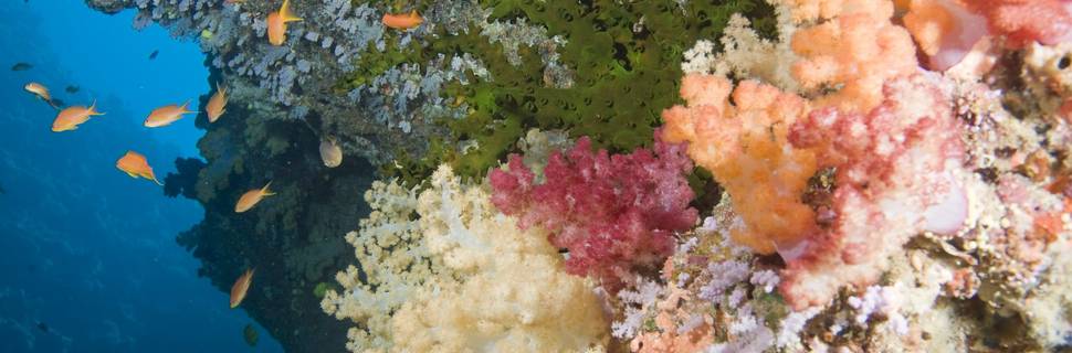 Paradise Taveuni Dive