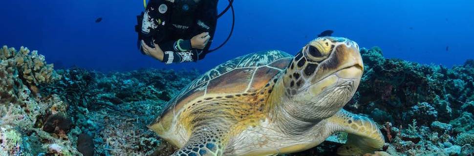 Black Turtle Dive Koh Tao