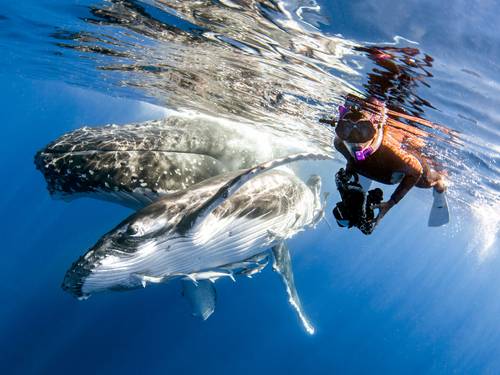 Humpback Swims Vava'u, Tonga