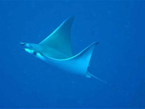 Blowing Bubbles Diving