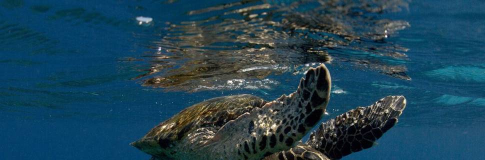 Turtle School Byron Bay Dive Centre