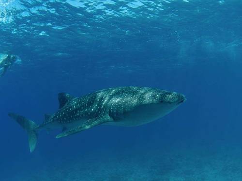 Lily Beach Prodivers