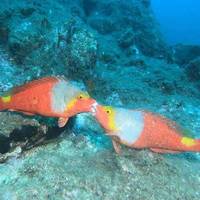 Madeira Oceanos - Diving Center ( Focusnatura)