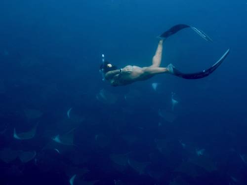 Nikdive