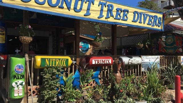 Coconut Tree Divers