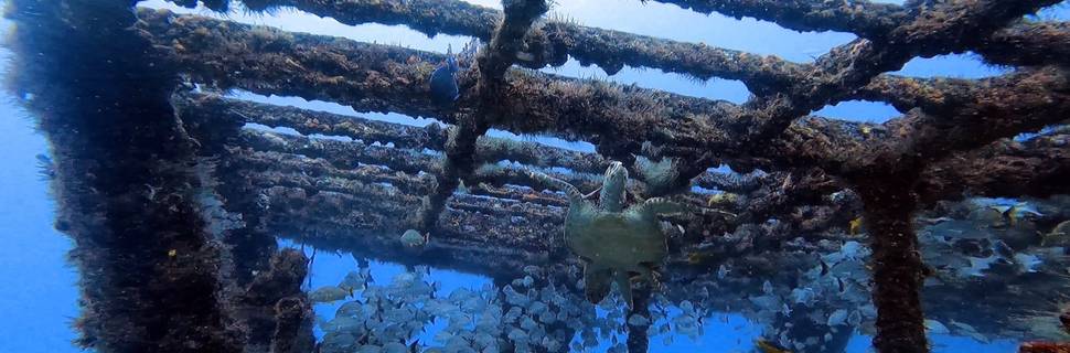Sea Star Scuba