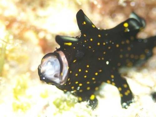 Native Sea Amami