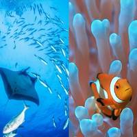 Scuba Go