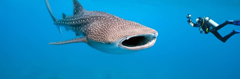 Whale Shark Diving