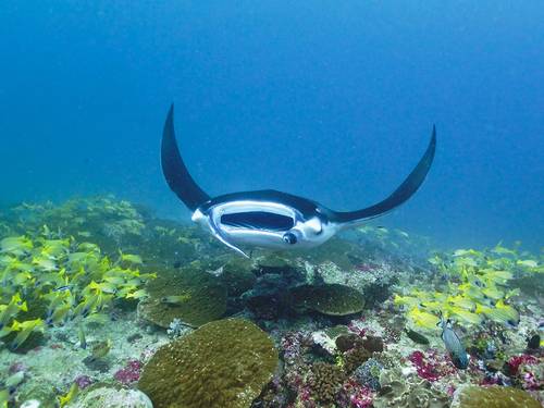 Dreamland Maldives