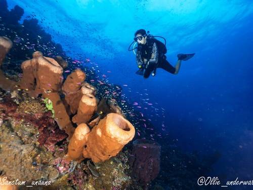 Sanctum Dive - Nusa Penida - Bali Diving, Manta diving, Mola Mola