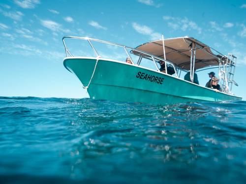 Baja's Seahorse
