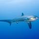 Thresher Shark Divers