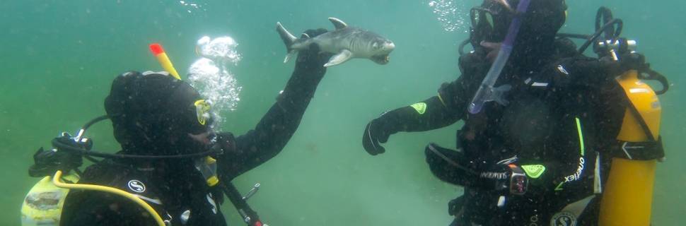 ABC-Divers NG GmbH
