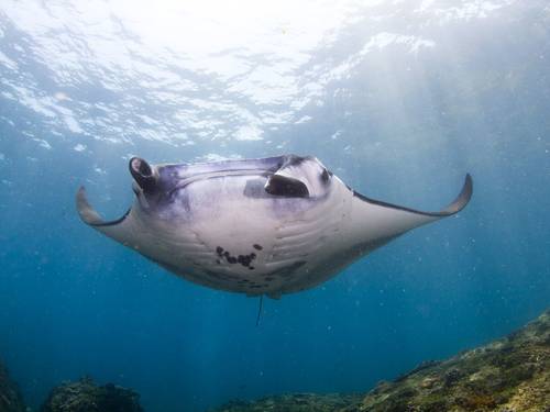 Purple Dive Penida