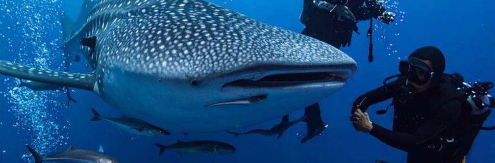 Fari Dive Center Dhigurah