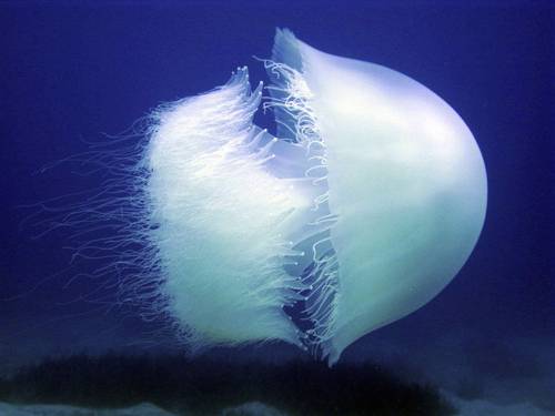 Sunfish Divers, Ltd.