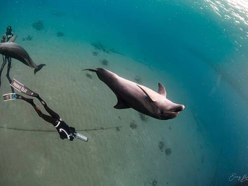 צלילה חופשית אילת - Freedive Eilat