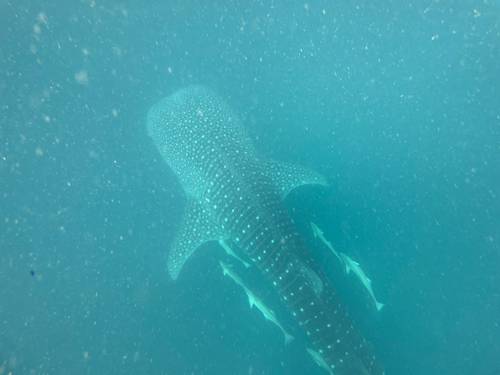 Tropical Diving & Watersports