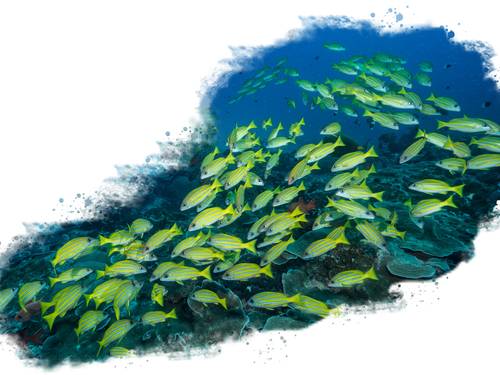 Mafia Island Diving