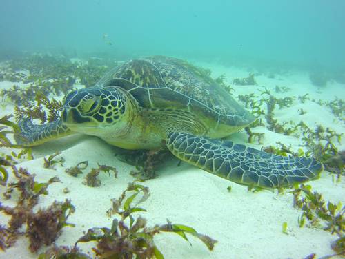 Turtle Dive Center