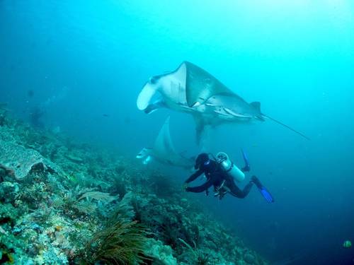 Raja Ampat Dive Lodge