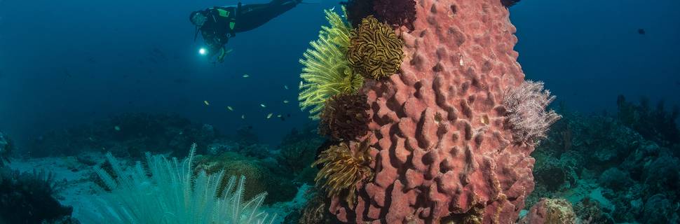 Dugong Dive Center