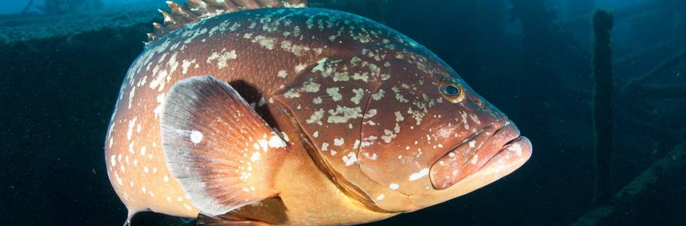 Porto Santo Sub - Scuba & Freedive Center