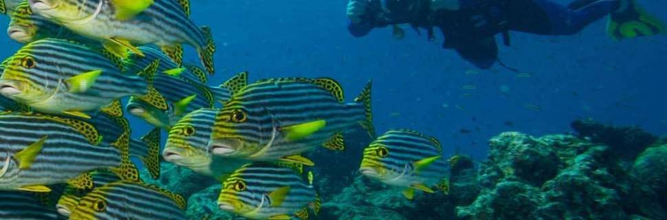 Prodivers Maldives