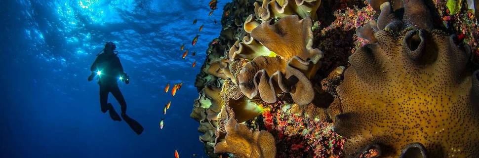 Deep Blue Dive Seafari