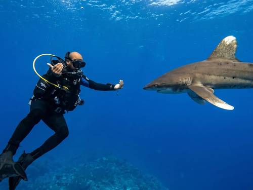Marsa Alam Diving Center | Deep south-divers PADI & SDI