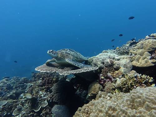 Reef Turtle Dive Center / Centro de Buceo PADI en Siquijor (Spanish/French/English)