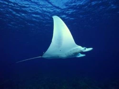 Raja Ampat Biodiversity Nature Resort