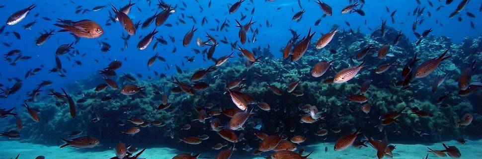 Blue Island Divers