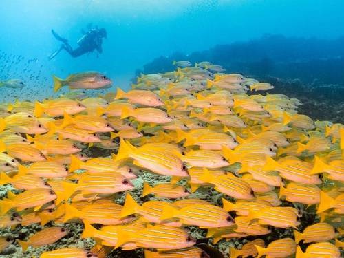 Dive Butler Fari Veli