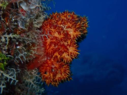 Ammathi Scuba